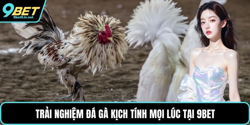 Trải nghiệm đá gà kịch tính mọi lúc tại 9BET